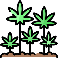 Cannabis, hemp, edibles.