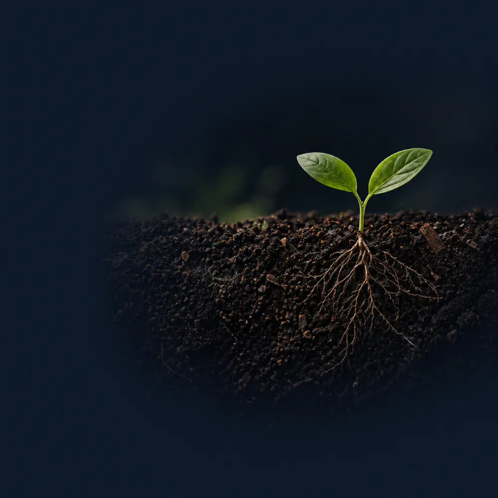Feed the soil, not just the plant.